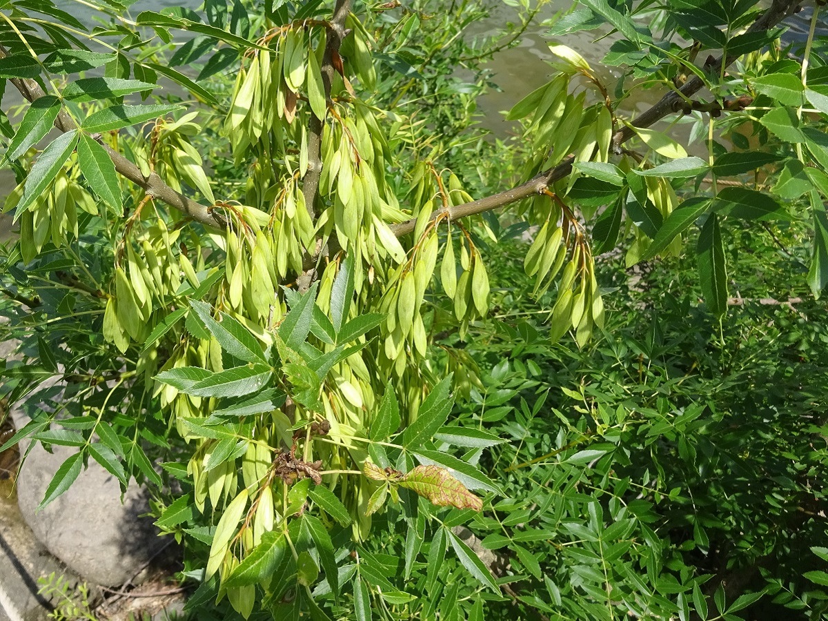 Fraxinus angustifolia subsp. oxycarpa (Oleaceae)
